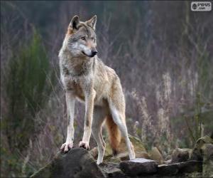 Puzzle λύκος, ένα σαρκοφάγο θηλαστικό στην άγρια φύση